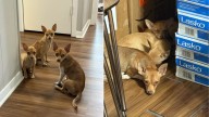 Texas Puppies Left In Parking Garage Are Saved By Stranger Who Refuses To Walk Away