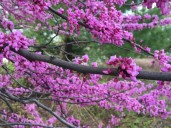 Plant a native tree to support wildlife