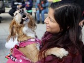 Avanza en el Congreso proyecto que reconoce el duelo por mascotas con un día de permiso laboral