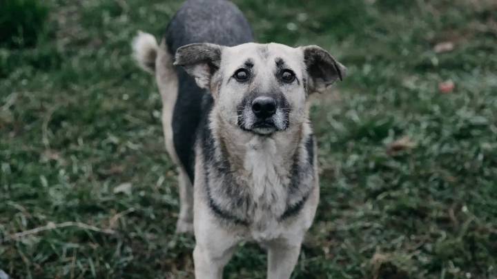 Más de dos mil cupos disponibles para esterilizaciones de animales en Bogotá