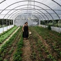 'Real' Greek farmers fume over EU subsidies scandal