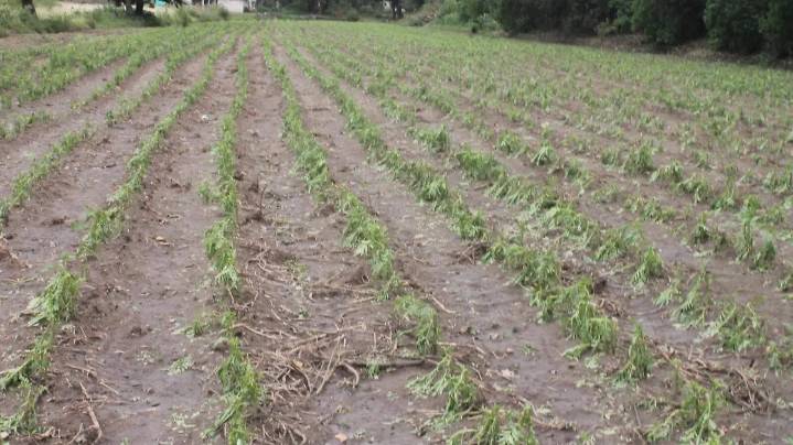 Afectó granizada a un sector de productores de flor de cempasúchil de Tepeyanco