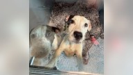 Two abandoned dogs now available for adoption