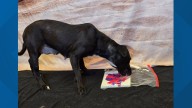 Dogs create works of art at Bell County Animal Shelter