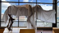 BIG REVEAL | When you can see the Clapp Family Mastodon at the Grand Rapids Public Museum