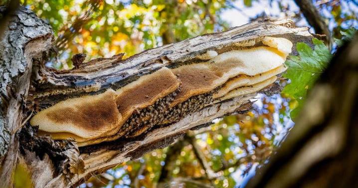 It's Time for Beekeepers to Prepare for Cooler Weather