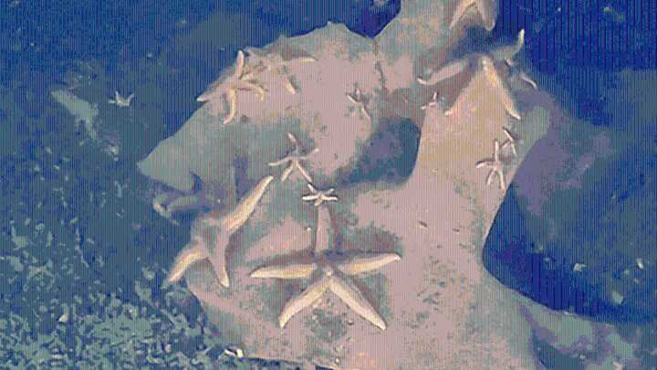 Sunken World War II Bombs Found Overflowing With Sea Life