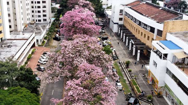 Cali florece: la ciudad que inventó su propia primavera con los guayacanes