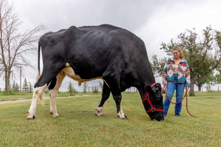 A MASSIVE Alberta steer is a new Guinness World Record holder