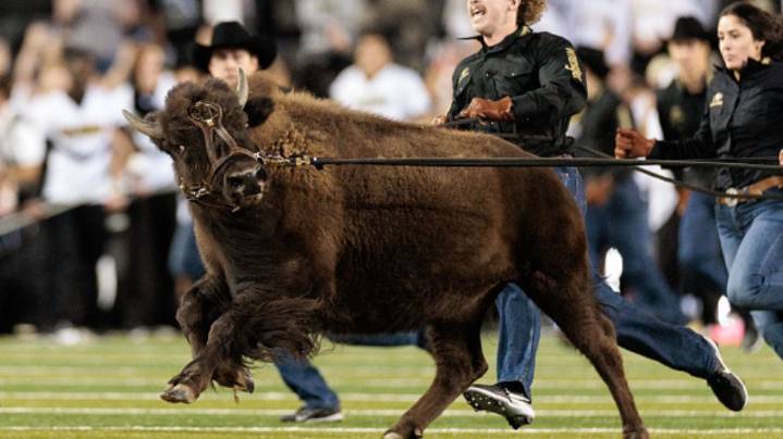 Colorado Mascot Ralphie VII Leads Buffaloes Before Facing No. 25 BYU