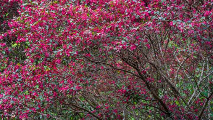 The Pruning Mistake You Can Make With Chinese Fringe Flowers That Reduces Blooms