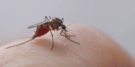West Nile Virus common in North Dakota wilderness