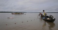 Endangered pink river dolphins face a rising mercury threat in the Amazon