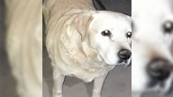 Buscan a “Lulú”, una labradora blanca que se perdió en zona Colón Norte