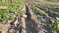 Local farms prepare to feel drought effects on products into early fall months
