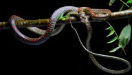 Yes, Flying Snakes Do Exist – Sort Of. But How Do They Fly?