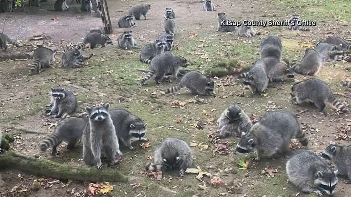 Officials warn residents after sick raccoons spotted in Robinson
