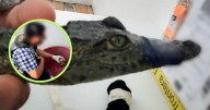 Golpe al tráfico de animales, rescatan cocodrilos y tortugas en aeropuerto de Tijuana