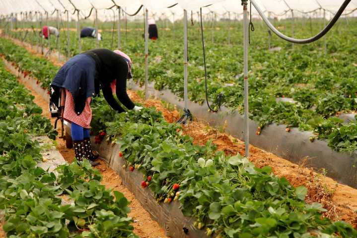 Unos 50 mauritanos trabajarán en la fresa de Huelva en un proyecto de migración circular