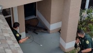 VIDEO: Deputies wrangle gator found outside Lake County home