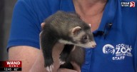 Fettuccine the ferret visits WAND studios from Scovill Zoo