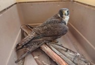 Moquegua: Serfor recupera y libera en su hábitat a ejemplar juvenil de halcón peregrino