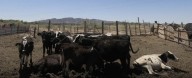 Más de 700 mil cabezas de ganado permanecen varadas en México por cierre fronterizo de EU ante plaga de gusano barrenador