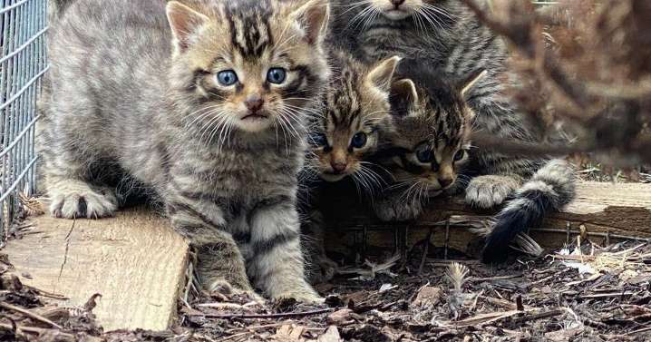 See adorable snaps of rare Scottish wildcat kittens caught on camera for first time