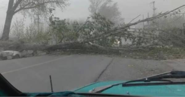 Iba en auto, se cayó un árbol y murió: terrible temporal en Mendoza