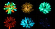 Science news: Researchers create glow-in