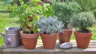 Las plantas aromáticas para sembrar en casa en septiembre y ahorrar dinero