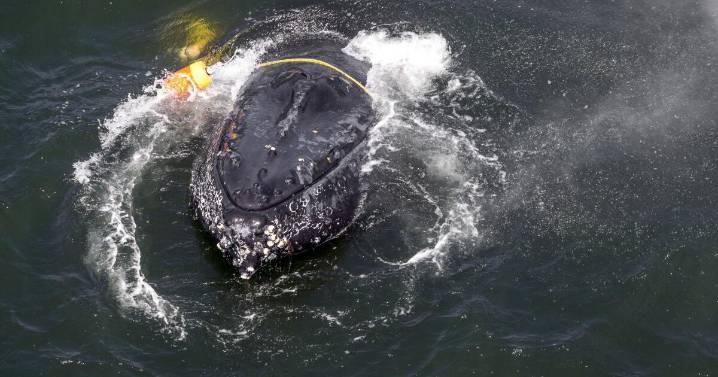 Whales are getting tangled in lines and ropes off the California coast in record numbers