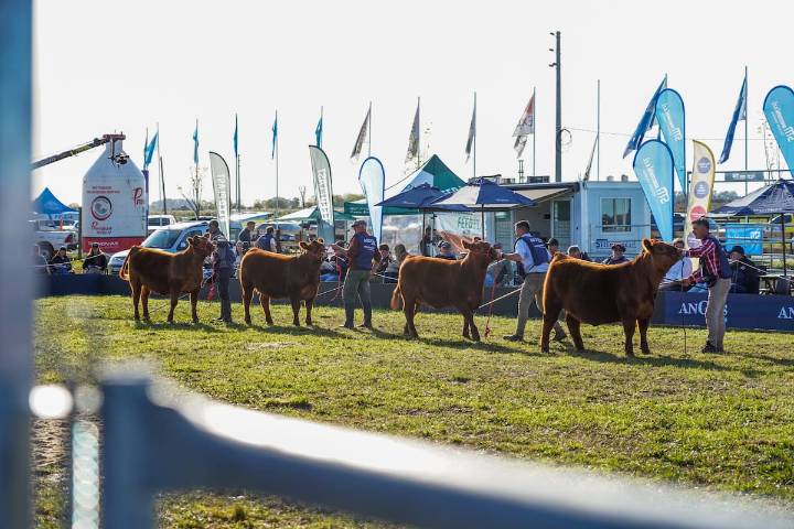Todas las novedades. Se viene la gran exposición Angus de Primavera
