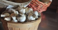 Garlic is one of the easiest home garden crops to grow