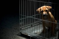 Capturado por Hurto y Maltrato Animal en el Sur de Bogotá