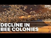 Honey bee colonies down more than 40% in Washington, survey suggests