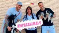 CMM y la Fundación Albacete Balompié unen fuerzas para promover la adopción de animales de compañía