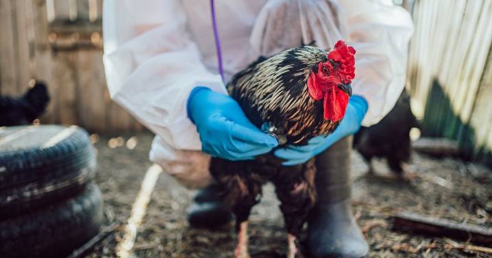 New UK bird flu outbreak confirmed as poultry culled and surveillance launched