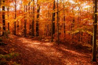 Where to see fall foliage in NY 2025: National Geographic reveals top spots