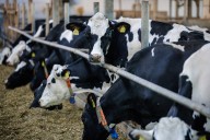 Pese a presencia del gusano barrenador, se reducen recursos para sanidad e inocuidad