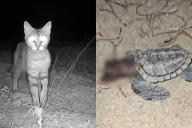 Gatos domésticos amenazan la supervivencia de crías de tortuga marina en Yucatán