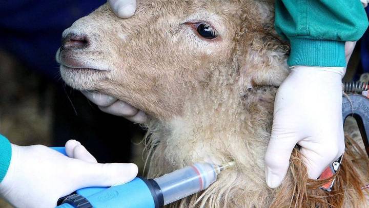 El Gobierno descarta medidas a corto plazo contra la lengua azul: cómo afecta al ganado y a los humanos esta enfermedad