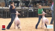 Rogers County Fair begins its 111th year