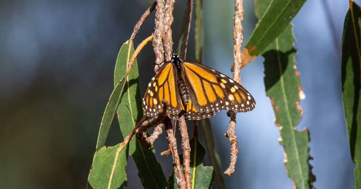 Want to help conserve monarch butterflies? Plant some free milkweed in your yard