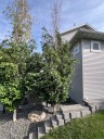 Why is my birch tree dying from the top down?