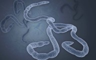 Afirma OMS que 31 de 38 casos de ébola en Congo han resultado en muertes