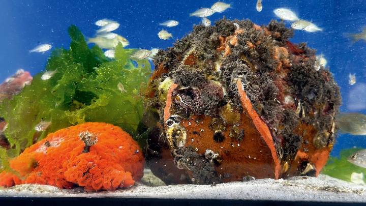 Enjoy live shows, Tampa Bay Bucs-inspired art experiences and more this fall