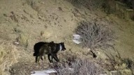 Colorado wildlife officials release reintroduced wolf's cause of death
