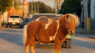 Captan a hombre viajando con un poni como copiloto en Nuevo León
