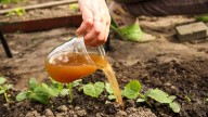 One Gross Thing From Your Kitchen Actually Makes The Best Fertilizer